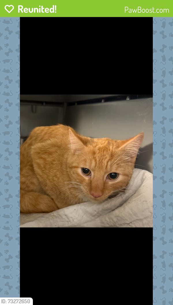 Reunited Male Cat last seen West 10th between avenue T and Avenue U, Brooklyn, NY 11223