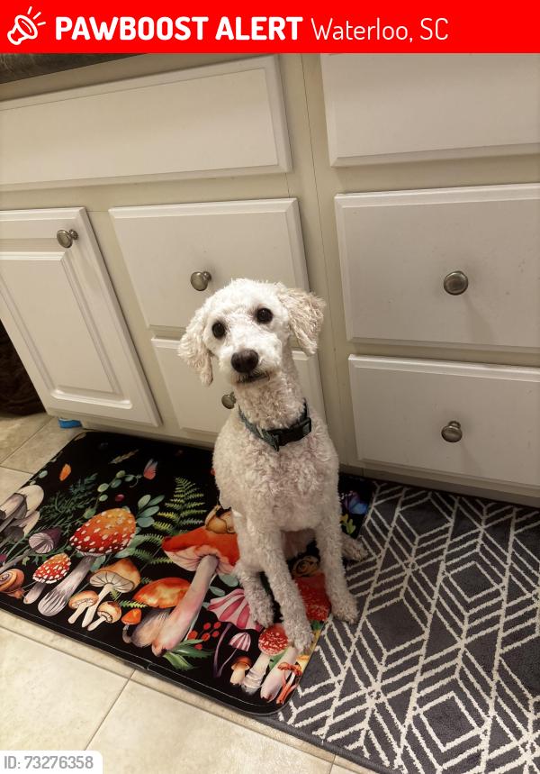 Lost Male Dog last seen Arnold lane Sc, Waterloo, SC 29384