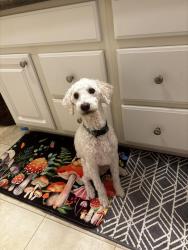 Lost Male Dog last seen Arnold lane Sc, Waterloo, SC 29384