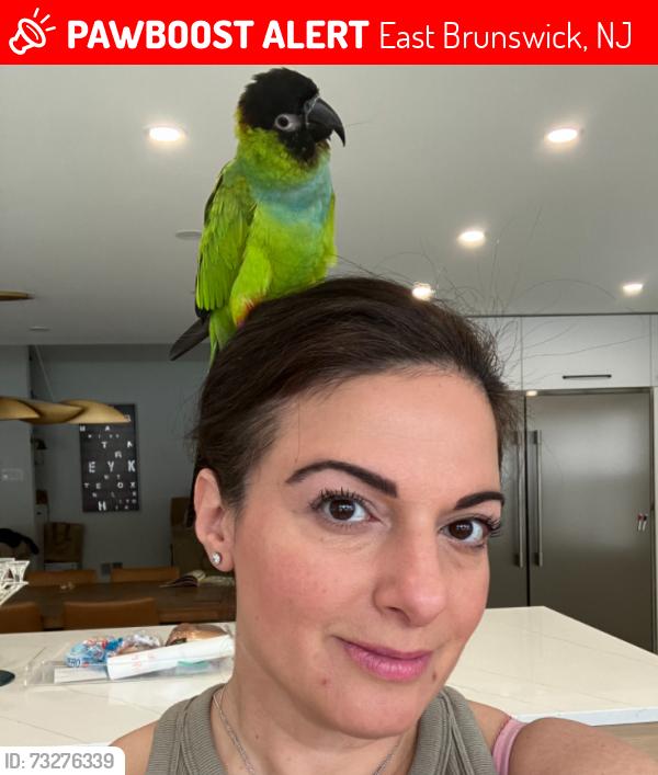 Lost Female Bird last seen Austin drive, East Brunswick, NJ 08816