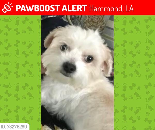 Lost Female Dog last seen Macedonia Rd & Adams Rd, Hammond, LA 70403