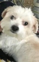Lost Female Dog last seen Macedonia Rd & Adams Rd, Hammond, LA 70403