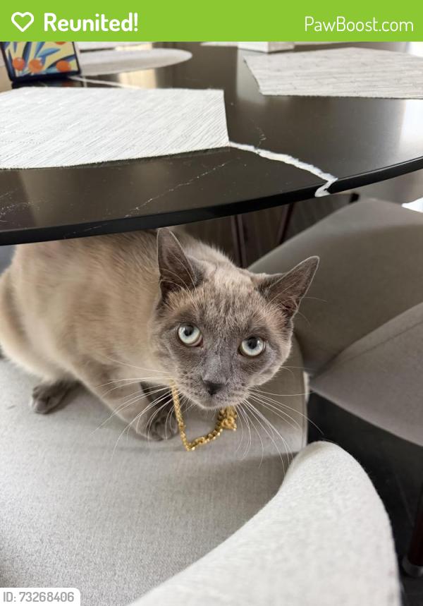 Reunited Male Cat last seen 41.36188° N, 74.12450° W, Woodbury, NY 10930