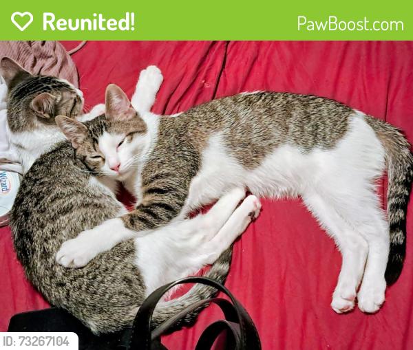 Reunited Male Cat last seen Near fossil Dr haltom City tx 76117, Haltom City, TX 76117