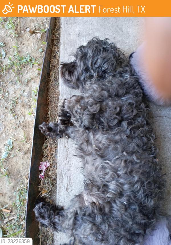 Found/Stray Male Dog last seen Mansfield hwy, Forest Hill, TX 76119