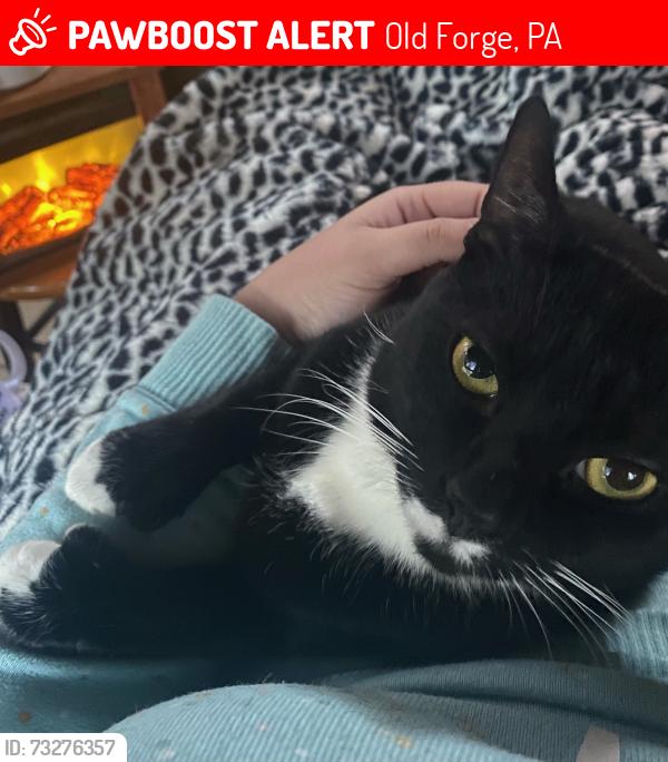 Lost Male Cat last seen Oak Street, Albion Street, not far from Old Forge High School, Old Forge, PA 18518