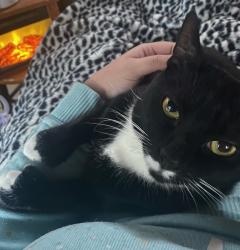 Lost Male Cat last seen Oak Street, Albion Street, not far from Old Forge High School, Old Forge, PA 18518