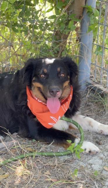 Shelter Stray Female Dog last seen Bexar County, 3353 Morningside Dr, New Braunfels, TX 78132, USA
