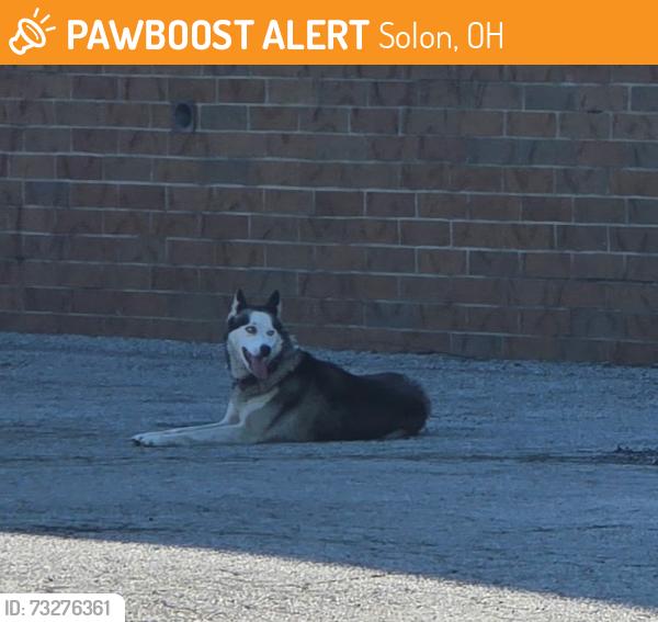Found/Stray Male Dog last seen cannon and richmond, Solon, OH 44139