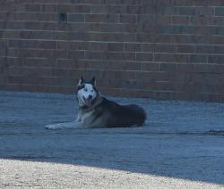 Found/Stray Male Dog last seen cannon and richmond, Solon, OH 44139