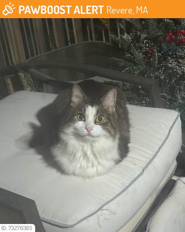 Found/Stray Unknown Cat last seen Marshall st, Revere, MA 02151