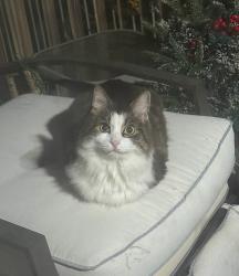 Found/Stray Unknown Cat last seen Marshall st, Revere, MA 02151