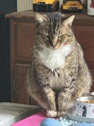 Lost Male Cat last seen Gladiola Rd NE & Haverford Palm Bay 32907, Palm Bay, FL 32907