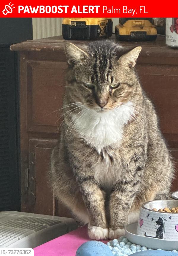 Lost Male Cat last seen Gladiola Rd NE & Haverford Palm Bay 32907, Palm Bay, FL 32907