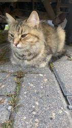 Found/Stray Unknown Cat last seen mahonee, red oak area., Winnipeg, MB R2G 2Z1
