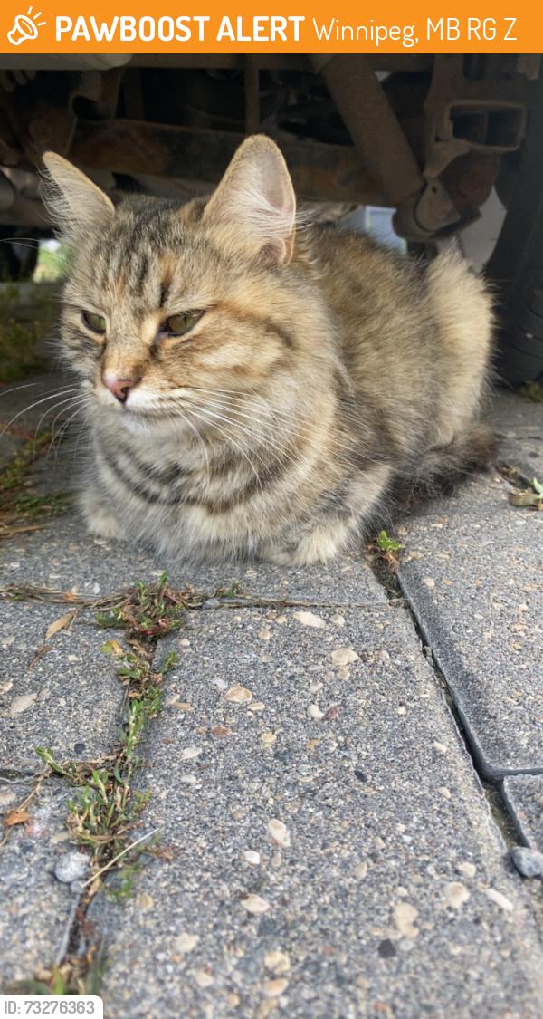 Found/Stray Unknown Cat last seen mahonee, red oak area., Winnipeg, MB R2G 2Z1