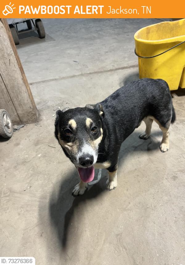 Found/Stray Male Dog last seen Dodge Store on north royal, Jackson, TN 38301