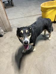 Found/Stray Male Dog last seen Dodge Store on north royal, Jackson, TN 38301