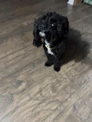Lost Male Dog last seen Seneca & Fillmore, Buffalo, NY 14210