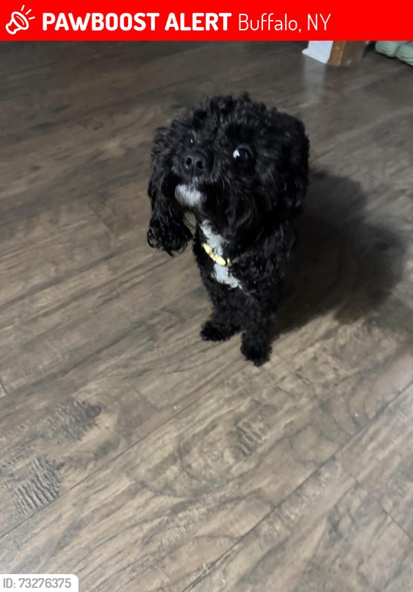 Lost Male Dog last seen Seneca & Fillmore, Buffalo, NY 14210