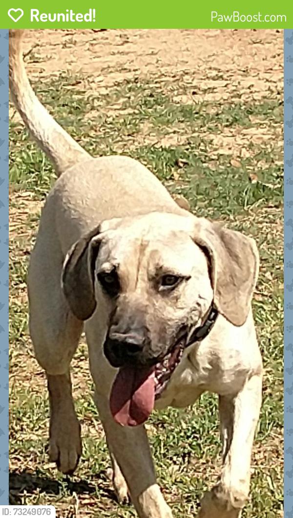 Reunited Male Dog last seen Robinhood Lane, Hockley, TX 77447