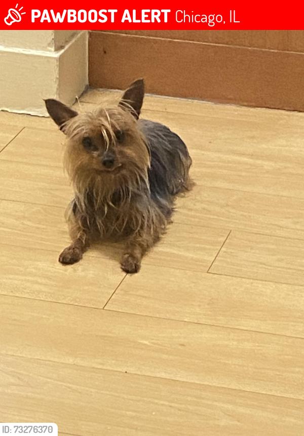 Lost Female Dog last seen Near s dr. Martin Luther King Dr., Chicago, IL 60637
