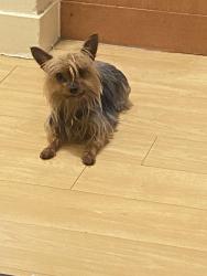 Lost Female Dog last seen Near s dr. Martin Luther King Dr., Chicago, IL 60637