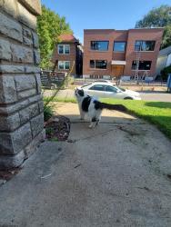 Reunited Unknown Cat last seen Morgannford and connecticut, St. Louis, MO 63139