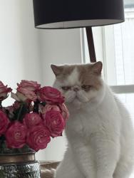 Reunited Male Cat last seen Blue Lake Drive, San Diego, CA 92119