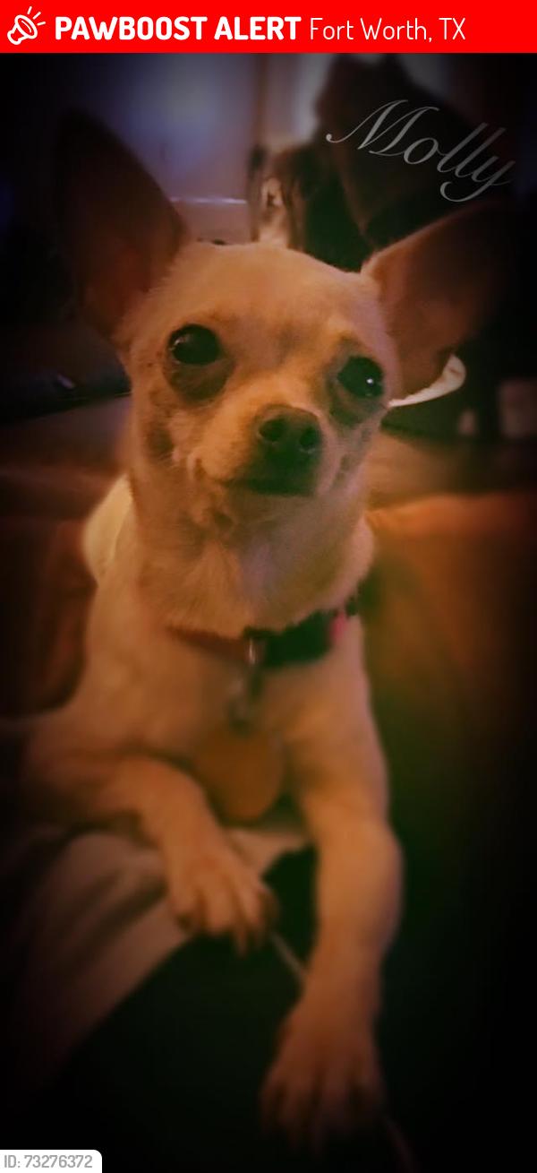 Lost Female Dog last seen Church Park Dr, Fort Worth, TX 76133
