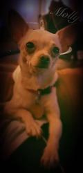 Lost Female Dog last seen Church Park Dr, Fort Worth, TX 76133