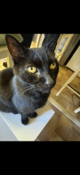 Reunited Male Cat last seen Behind crocked billet roundabout, Staines-upon-Thames, England TW18 4HW