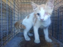 Shelter Stray Male Cat last seen Near BLOCK LONG ISLAND AV, FORT LAUDERDALE FL 33312, 2400 SW 42nd St, Fort Lauderdale, FL 33312, USA