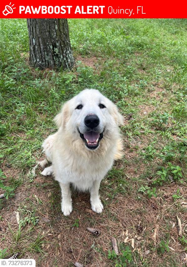 Lost Male Dog last seen Dollar General, Quincy, FL 32352