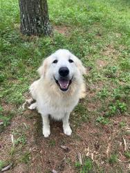 Lost Male Dog last seen Dollar General, Quincy, FL 32352