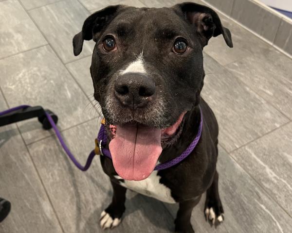 Shelter Stray Male Dog last seen Near BLOCK S MAGNOLIA ST, DENVER CO 80224, 2080 S Quebec St, Denver, CO 80231, USA