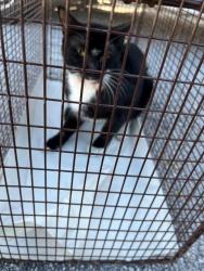 Shelter Stray Male Cat last seen Near BLOCK BURLINGTON ST, 3599 NW 79th Ave, Doral, FL 33122, USA