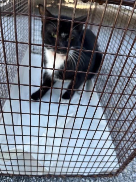Shelter Stray Male Cat last seen Near BLOCK BURLINGTON ST, 3599 NW 79th Ave, Doral, FL 33122, USA