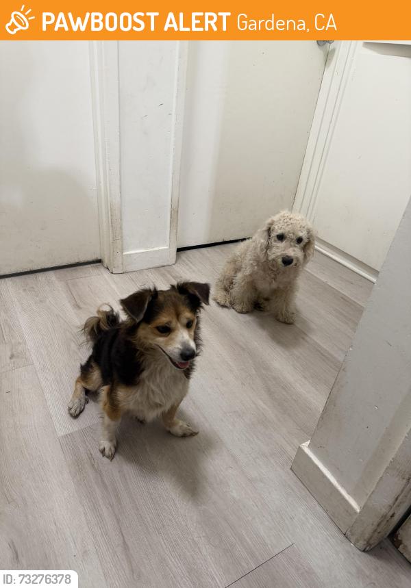 Found/Stray Female Dog last seen Near S Budlong Ave, Gardena, CA 90247