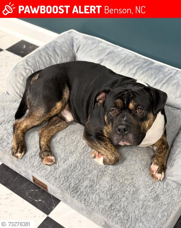 Lost Male Dog last seen Highcroft/ McGee crossroads, Benson, NC 27504