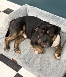 Lost Male Dog last seen Highcroft/ McGee crossroads, Benson, NC 27504