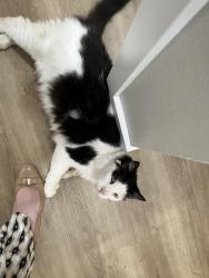 Reunited Male Cat last seen Sherry Lane apmts and Muir Fundamentalist School, Santa Ana, CA 92705