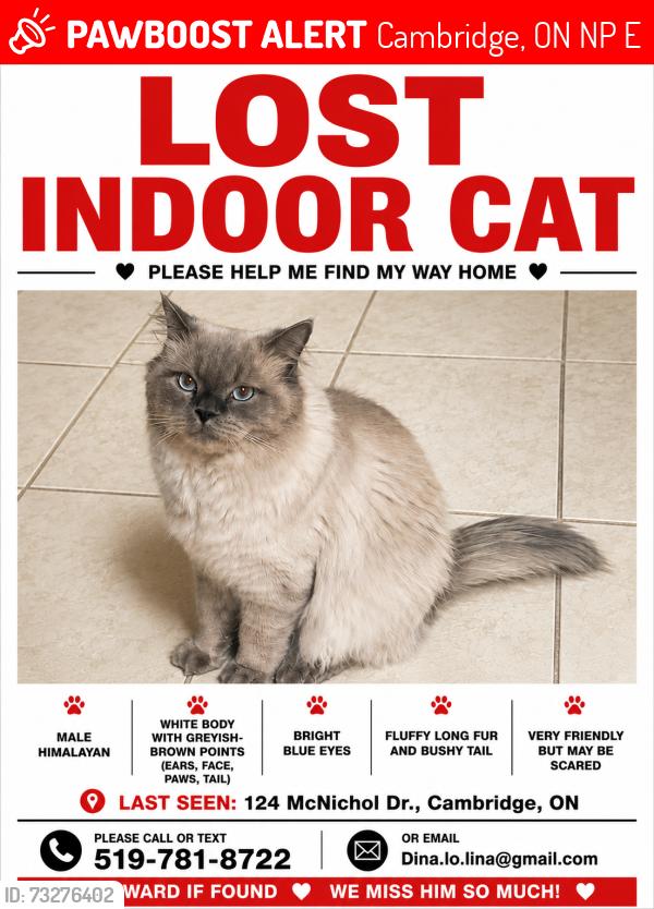 Lost Male Cat last seen Myers road and Franklin, Cambridge, ON N1P 1E1