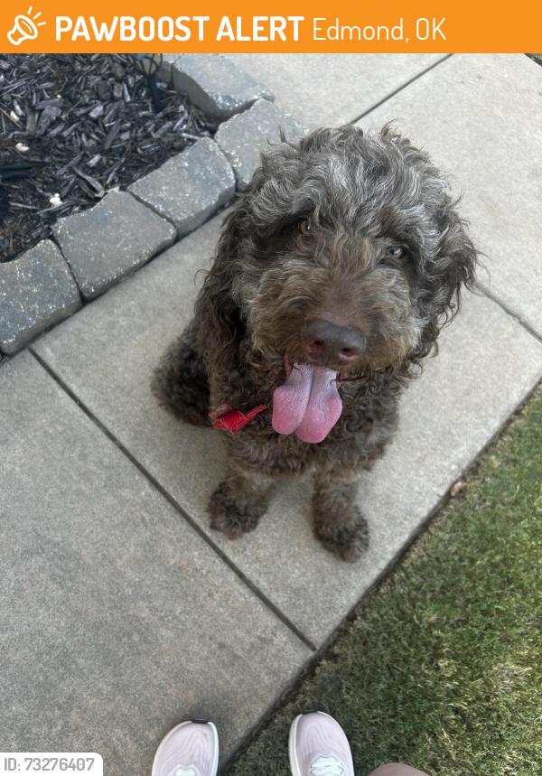 Found/Stray Male Dog last seen Parklane ests, Edmond, OK 73003
