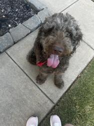 Found/Stray Male Dog last seen Parklane ests, Edmond, OK 73003