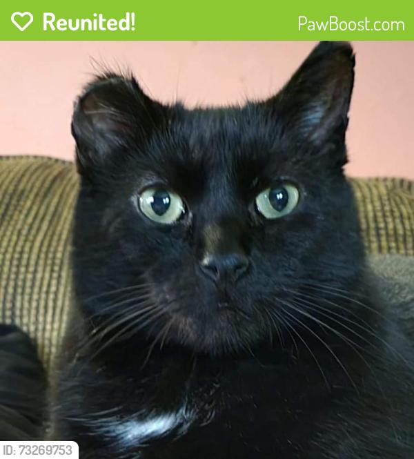 Reunited Male Cat last seen Highland Ave, Iowa City, IA 52240
