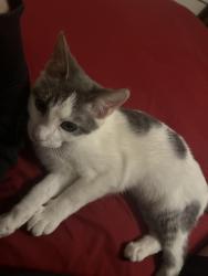 Lost Female Cat last seen Tidewater Dr, Norfolk VA 23503, Norfolk, VA 23503