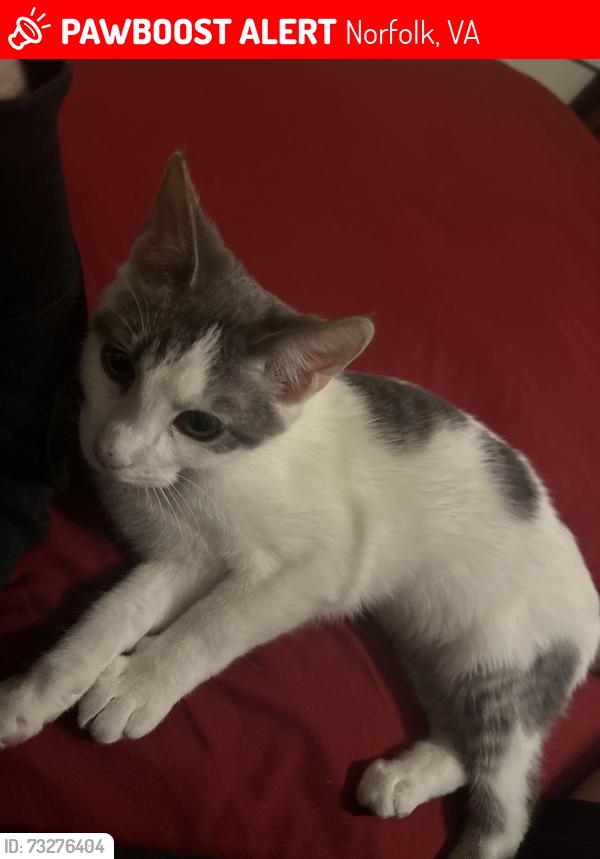 Lost Female Cat last seen Tidewater Dr, Norfolk VA 23503, Norfolk, VA 23503