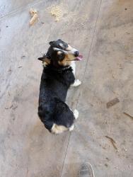 Found/Stray Unknown Dog last seen Bastean Road, Wentzville, MO 63385