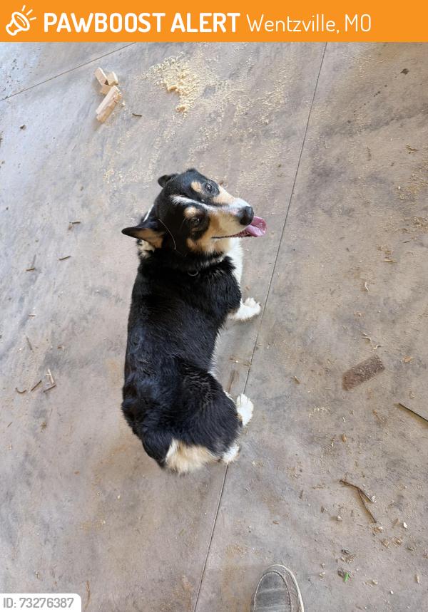 Found/Stray Unknown Dog last seen Bastean Road, Wentzville, MO 63385